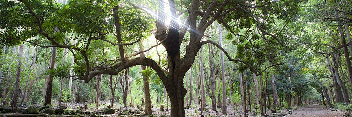 Parque Nacional de Black River Gorges